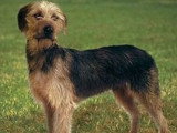 Quelques photos de la race du Chien courant de Bosnie