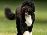 Présentation de la race du Chien d'eau portugais