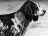 Présentation de la race du Chien d'eau Anglais