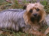 À la découverte du Silky Terrier