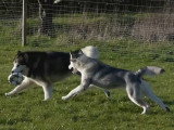 Le Malamute d'Alaska, un chien aux multiples qualités