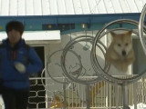 Le Jindo Coréen partage des liens génétiques avec le loup et le coyote