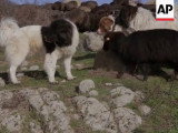 Le Karakachan, cette race ancienne de chien sauvée de l'extinction
