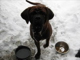 À la découverte du Koreanischer Mastiff, le Mastiff Coréen