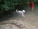 Le chien Kuvasz, seigneur de Hongrie