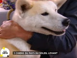 Découverte de quelques chiens japonais