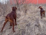 Un Setter Irlandais à l'arrêt