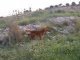 Le Setter Irlandais, un chien majestueux à l'arrêt