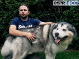 Le Malamute d'Alaska : caractéristiques, comportement, éducation...