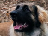Le Leonberg : caractéristiques, comportement, éducation...