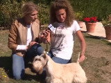 Présentation du Scottish Terrier et du Westie