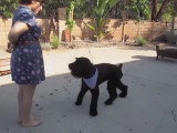 Comparaison entre Schnauzer Géant et Terrier Noir Russe