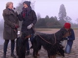 Présentation du Setter Gordon