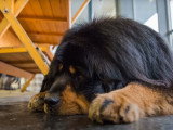 Documentaire sur le Dogue du Tibet