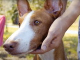 Présentation du Podenco d'Ibiza
