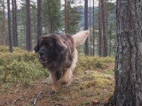 Presentation du Leonberg