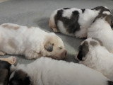 Présentation de chiots Mâtins des Pyrénées