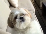 Tout ce qu'il faut savoir sur la race Shih Tzu
