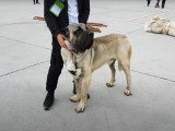 Un magnifique Mastiff d'Anatolie