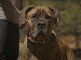 Présentation du Boerboel