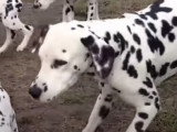 Le Dalmatien, une race créée pour l'endurance