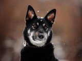 20 races de chien non reconnues à découvrir