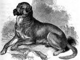 25 races de chiens éteintes