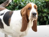 Le Basset Hound : caractéristiques, comportement, éducation...