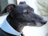 Le Whippet : caractéristiques, comportement, éducation...