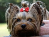 Le Yorkshire Terrier : caractéristiques, comportement, éducation...