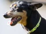 Le Pinscher Nain : caractéristiques, comportement, éducation...