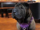 Le Shar Peï : caractéristiques, comportement, éducation...