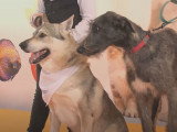 Une présentation de chiens de race au Paris Animal Show 2017