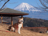 Un Shiba Inu assis sur l'herbe, avec le mont Fuji en arrière-plan