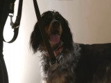 Le Setter Anglais : caractéristiques, comportement, éducation...