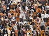 Les différents groupes de chiens