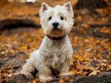 Nomenclature des races - Groupe 3 : Les Terriers