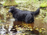 Nomenclature des races - Groupe 8 : Chiens rapporteurs et leveurs de gibier, chiens d'eau