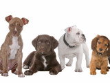Nomenclature des races - Groupe 9 : Chiens d'agrément et de compagnie