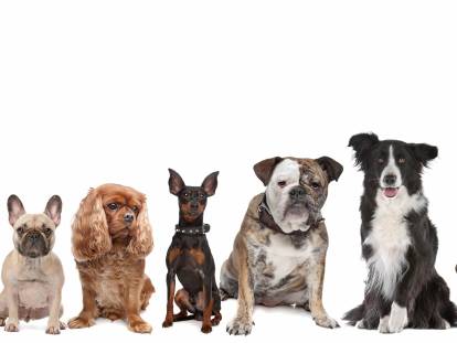 Pedigree & LOF : qu'est-ce que c'est ?