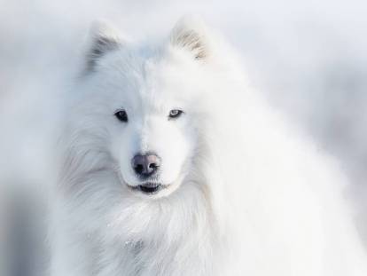 Les 20 races de chien les plus anciennes du monde