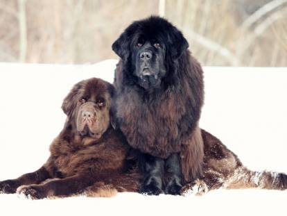 Les races de chiens qui vivent le moins longtemps