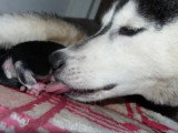 Mise bas d'une chienne Husky donnant naissance à 7 chiots