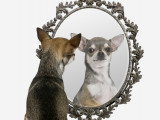 Cloner son chien : le clonage de chiens