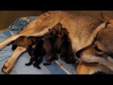 Une femelle Chien Loup Tchécoslovaque donne naissance à 5 chiots