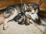 Une Malamute donne naissance à 6 chiots