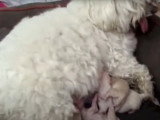 L'accouchement d'un Bichon Maltais