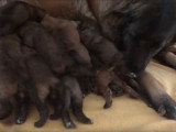 Une chienne de Montagne Portuguais allaite ses chiots