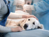 Un chien chez le vétérinaire pour une intervention médicale