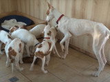 Une maman Podenco d'Ibiza apprend à ses petits à se nourrir